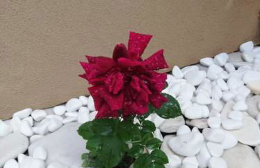 John and Tania's Garden - Photo 12