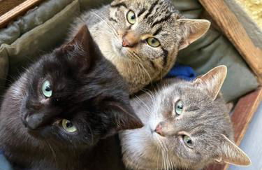 Gschwendnerhof Reitberger-Brandl - Foto 6