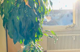 Ruheoase im Herzen von München - Foto 35