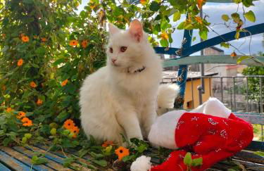 A Carubba du Bungiurnu - Foto 5