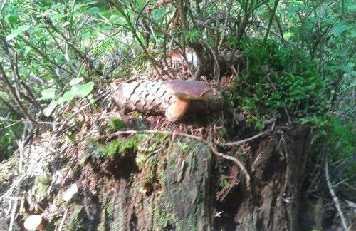 Apartment Weber by Interhome - Foto 12