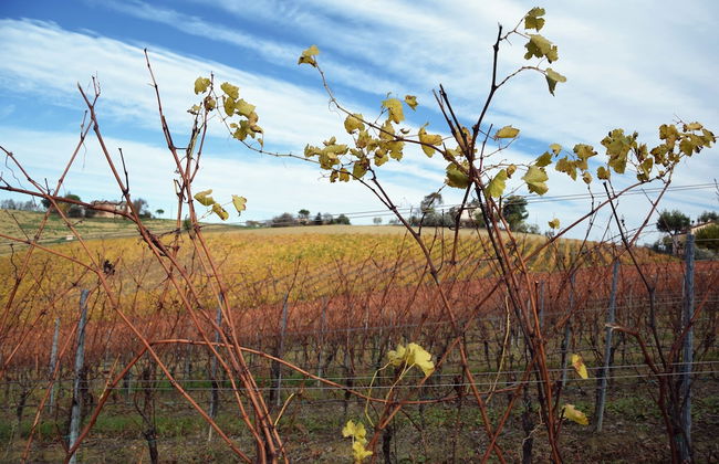 Agriturismo Al Rifugio DiVino - Photo 23