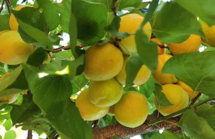 Garden house - Photo 70