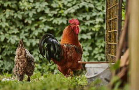 Auszeit am Haff Ferienhäuser - Foto 21