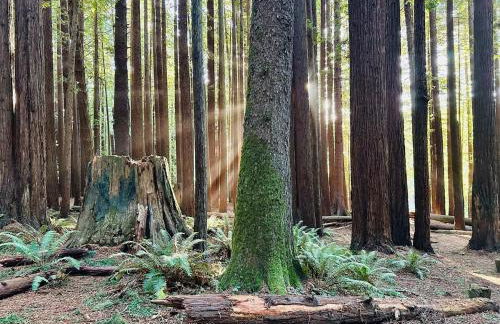 Cozy Coastal by Beaches & Redwoods - Photo 14