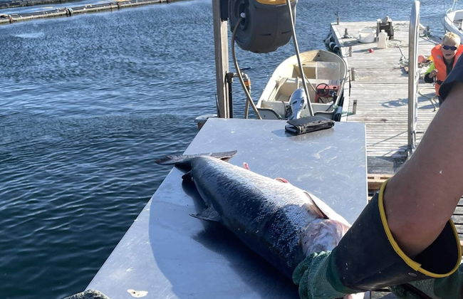 9 Person Holiday Home in Korsfjorden - Foto 25