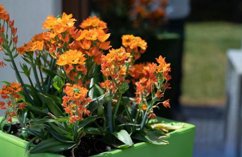 Villa Arianna Acireale - Foto 28