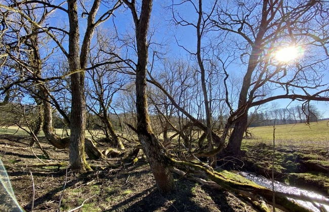 Holiday Home Eifelise - Foto 17