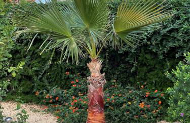 Residence El Paraiso Sa Rapita - Photo 8