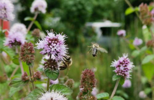 Apartment Green Elephant - Foto 1