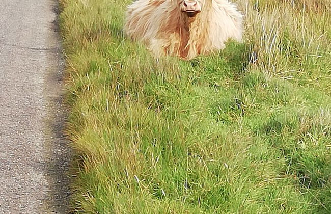 Crinan Canal Cottage - Foto 14