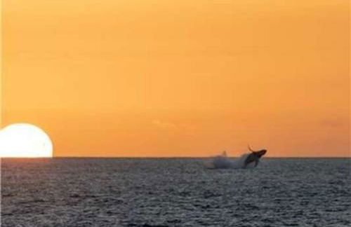 Kona Bali Kai #219 condo - Foto 31