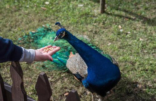 Little Carnation - Foto 16