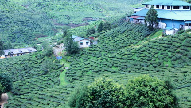 Cameron Highlands - Full Day Tour - Foto 3