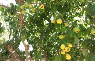 Casa Vacanze La Cuntintizza - Photo 14