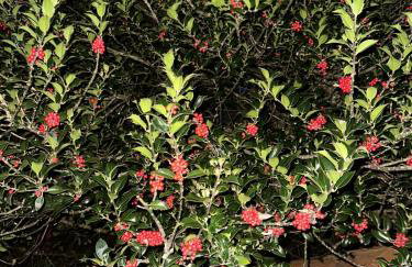 Holly Tree Cottage in Glastonbury - Foto 45