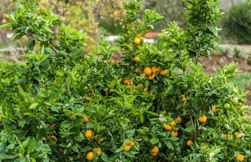 Villa Finca Los Castanos - Panoramic View - Foto 61