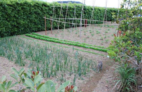 Quinta da Pavoa - Cottage House - Photo 56