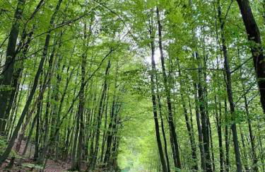 Märchenhafte FeWo White auf dem Berg im Sauerland - Foto 11