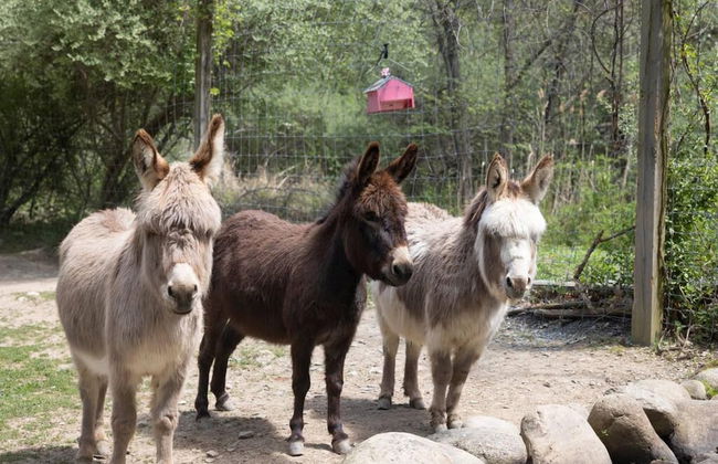 Tiny House 2 5 hrs NYC and Boston Waterfront Wifi - Foto 26