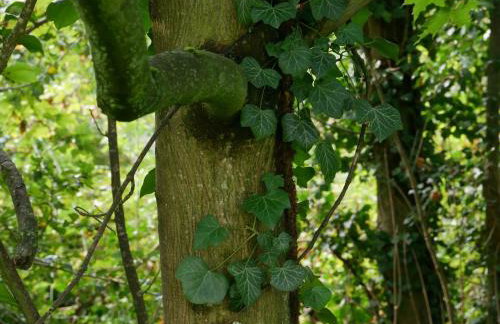 Ferienwohnungen Knodel - Foto 10