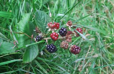 Springbank Cabin - Foto 6