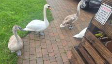 Chillingham lodge with hot tub Felmoor Park - Foto 4