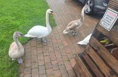 Chillingham lodge with hot tub Felmoor Park - Foto 4