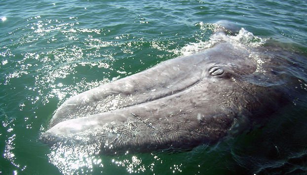 Observation des baleines grises à la baie de Magdalena - Photo 3