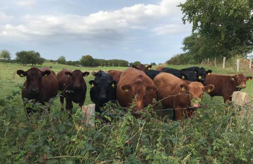 Apartment Grüne Welle - Foto 20