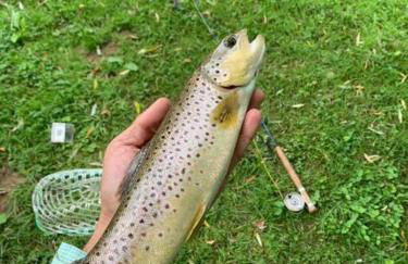 Airstream at a Petting Zoo w/ Hot Tub - Foto 20