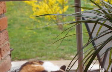 NEU Fewo im Bauernhaus mit idyllischem Innenhof und Naturgarten - Foto 22