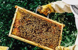 AGRITURISMO CA' FENILE - Foto 27