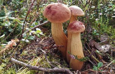 Zielony Domek z jacuzzi - Foto 45