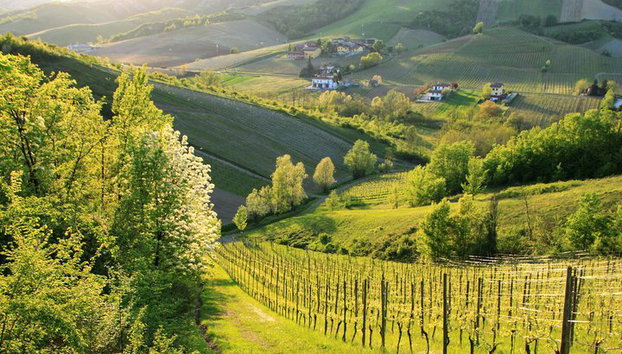 Experiencia del vino en las colinas de Bolonia - Foto 3