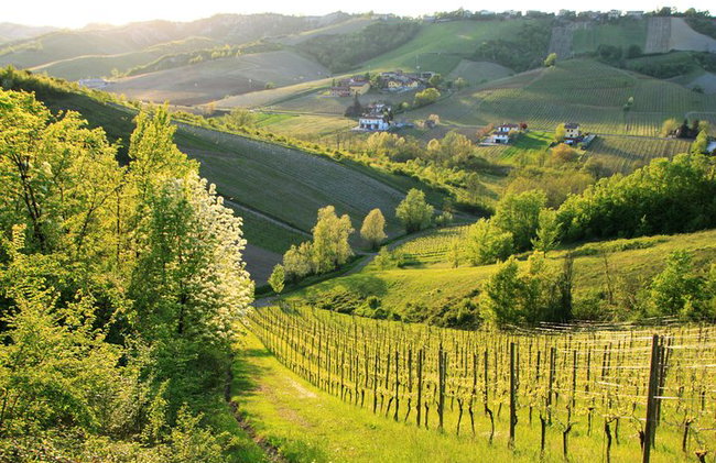 Experiencia del vino en las colinas de Bolonia - Foto 3