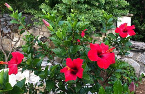 Villa Avgerini Paxos - Photo 67