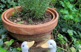 Bienenhaus - Photo 17