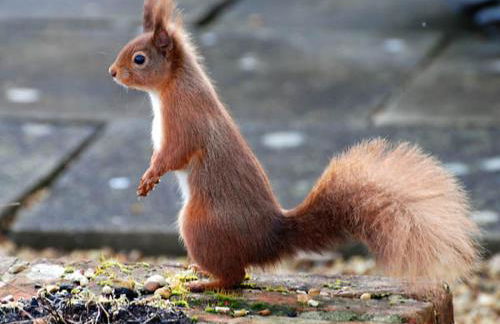 The Springs - Photo 12