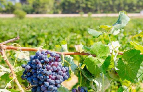 Casa Museo RAKKANA - En el Centro de Requena - Foto 51