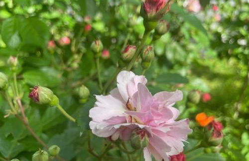 Charmante Maison en Granit Près de Tence - FR-1-582-134 - Foto 21