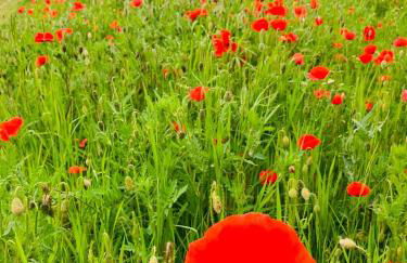 FeWo "Waldblick" und "Gartenblick" mit Pool und Kinderspielplatz - Foto 35
