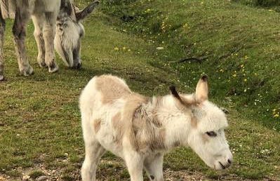 Delightful 3-bedroom Cottage, Brockenhurst - Foto 34