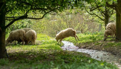 Casa da Eira "Lavoura da Bouça - Fruta Bio" - Foto 2