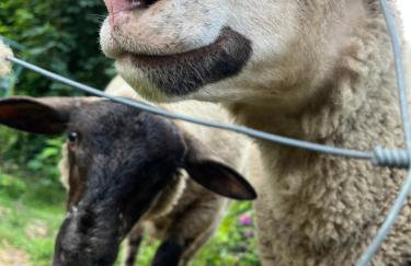 Les gîtes de la bergerie - Foto 1