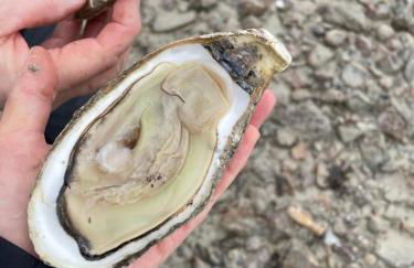 Petite maison dans la manche - Foto 28