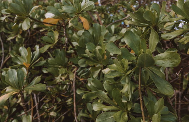 Kauai Plantation Hale Hotel - Foto 101