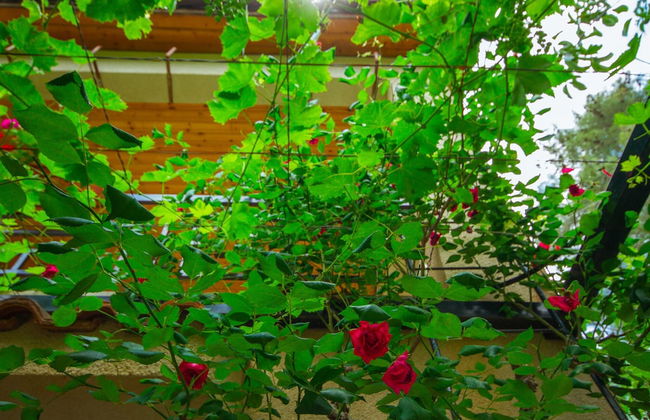 Kyveli Cottage - Foto 35