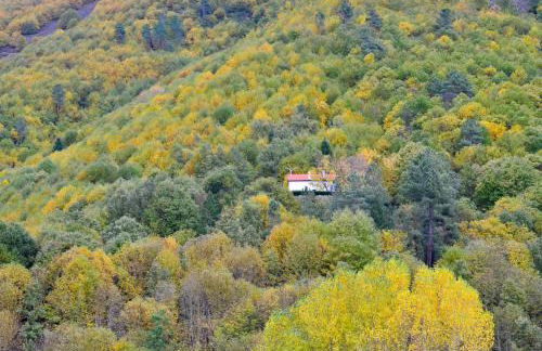 Solar da Castanha - Forest House - Foto 52