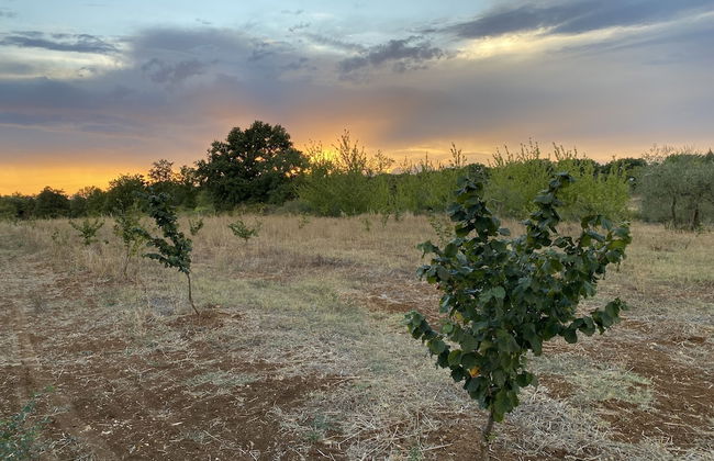 Agriturismo Podere Conte Ràcani - Foto 39